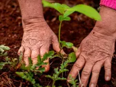 Vereador indica a&ccedil;&otilde;es para ampliar a produ&ccedil;&atilde;o e a gera&ccedil;&atilde;o de renda no meio rural em Boa Esperan&ccedil;a do Norte