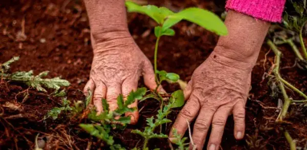 Vereador indica a&ccedil;&otilde;es para ampliar a produ&ccedil;&atilde;o e a gera&ccedil;&atilde;o de renda no meio rural em Boa Esperan&ccedil;a do Norte
